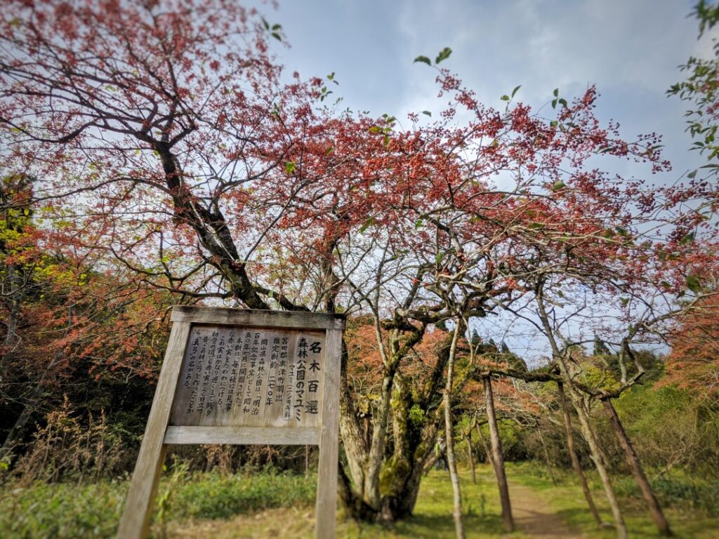 森林公園のマユミ