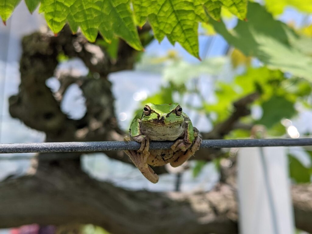 ぶどう棚に捕まるカエル