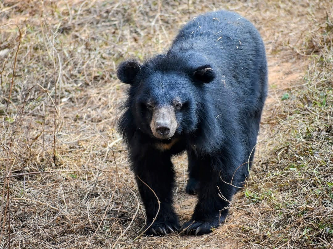 ツキノワグマの写真